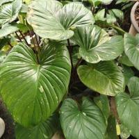 ราคา เสน่ห์จันทร์ประกายดาว (Homalomena Rubescens Variegated) (29635122400)