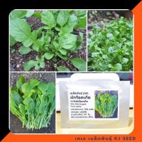 ราคา ผักสลัดร็อคเก็ต - Italian Cress Rocket Salad บรรจุซองละ 400 เมล็ด มีคุณภาพ ของแท้100% (379722722)