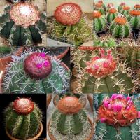 ราคา เมล็ด MELOCACTUS Mixed คละพันธุ์ เมล็ดแคคตัส เมล็ดกระบองเพชร เมล็ดพันธุ์ กระบองเพชร แคคตัส Cactus seed (5862692566)
