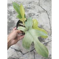 ราคา ก้ามกุ้งโกสต์มิ้นท์ด่าง Philodendron Florida ghost mint (17873680866)