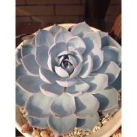 ราคา Echeveria peacockii กุหลาบหิน ไม้อวบน้ำ succulent (13809015249)