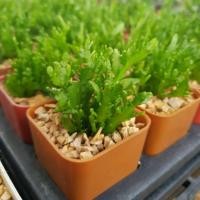 ราคา แคคตัส กระบองเพชร ไม้เล็กลิปสลิด (288232558)