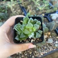 ราคา ฮาโวเทีย ไม้อวบน้ำ ติดดอกแล้ว (13273554046)