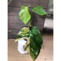 ราคา Monstera aurea มอนสเตอร่าด่างเหลือง มอนด่าง (8572379025)