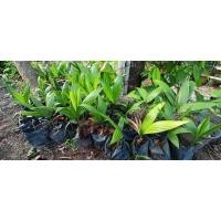 ราคา ต้นหมาก แท้ สูงตั้งแต่ 20-30cm หมากแดงแท้ปลูกกับเมล็ด (11764298892)