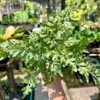 ราคา ต้นเฟิร์นเงิน ใบเงิน ในกระถางพร้อมตั้งเลี้ยง กระถางขนาด 5.5 นิ้ว (25219052246)