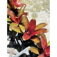 ราคา สับปะรดจิ๋ว สับปะรดสี ชุดสวนกึ่งภูมิประเทศอเมริกันใต้ (26536151332)