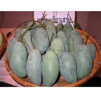 ราคา มะม่วงเขียวเสวยโลละ20฿หวานกรอบอร่อย (9760546981)