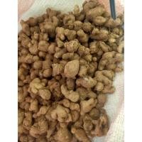 ราคา กระชายดำสด หักเป็นหัวเล็กๆ ขายเป็นกิโลกรัม (15696198752)