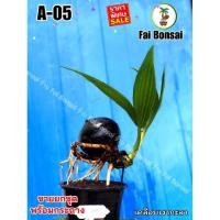 ราคา A-05 มะพร้าวบอนไซ เพื่อไปปลูกต่อทำบอนไซ คัดเกรดแล้ว ตกแต่งราก เคลือบเงา ส่งทั้งต้นและกระถาง ร้านฝ้ายบอนไซ Faibonsai (23378189517)