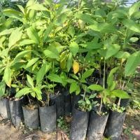 ราคา ต้นอังกาบหนูไซส์เล็กขายเป็นชุด 10 ถุง 150 บาท (24157814948)