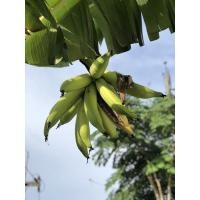 ราคา หน่อกล้วยงาช้าง พร้อมส่ง (11332912263)