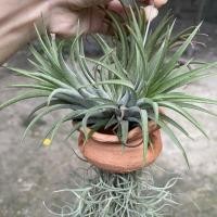 ราคา สับปะรดสี(ทิลแลนเซีย)กับเคราฤาษี (7288293286)