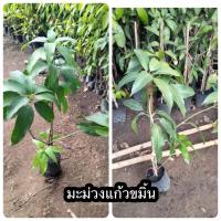 ราคา กิ่งพันธ์ุมะม่วงแก้วขมิ้น (23121020646)