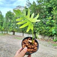 ราคา ฟิโลเดนดรอน มะละกอด่าง philodendron radiatum. (ต้นตรงปก) (22664241141)