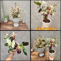 ราคา (1ต้น) ต้น ดอก ชบาด่าง ชะบาด่าง ต้นชบาด่าง ต้นชะบาด่าง ชบา ชะบา ต้นชบา ด่าง ต้นชะบา สวนนายนนท์ (17970224706)