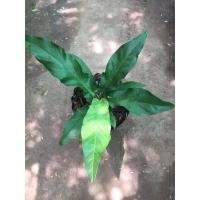 ราคา 3ต้น100฿ ต้นเล็ก โชค 9 ชั้น หน้าวัวใบ (8236419991)