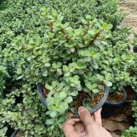 ราคา ต้นคลาสซูล่า หรือต้นใบเงิน ต้นไม้สวรรค์(ไม้ฟอกอากาศ) (4035193653)