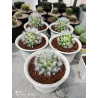 ราคา แมมขนแกะ ไม้เมล็ดและชำหน่อ (8136179981)