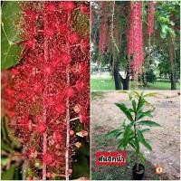 ราคา ต้นจิกน้ำ จิกน้ำ จิกกระโดน (29526110619)