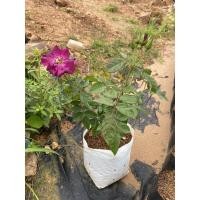 ราคา กุหลาบเลื้อยสีม่วงกลีบชั่นเดียวเลี้ยงง่ายดอกหอมอ่อน (13106151212)