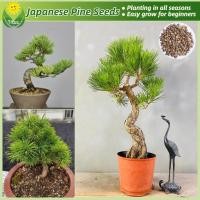 ราคา เมล็ดพันธุ์ ต้นสนญี่ปุ่น บรรจุ 35 เมล็ด Bonsai Japanese Pine Tree Seeds บอนไซ ต้นไม้ เมล็ดดอกไม้ บอนสีราคาถูก เมล็ดบอนสี (29910475641)