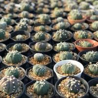 ราคา แอสโตร แคคตัส Astrophytum asterias (2539078481)