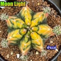 ราคา ❤️❤️มีส่งด่วน❤️❤️ยิมโน โคลน Moon Light /Cactus /Gymno/Gymnocalycium/แคคตัส/ยิมโนด่าง/ไม้ชำหน่อ​ (42360636263)