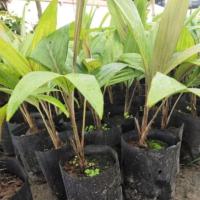 ราคา ต้นสละอินโดสายน้ำผึ้ง (43707826657)