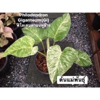 ราคา เนื้อเยื่อฟิโลเดนดรอนหูช้างด่างขาว (16927483923)