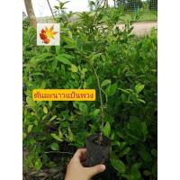 ราคา ต้นมะนาว​แป้น​พวง​ มะนาว​แป้น​ กิ่ง​ชำ​ รากเต็ม​ถุง​ ต้นแข็งแรง​ ต้นมะนาว​แป้น​ (21501182751)