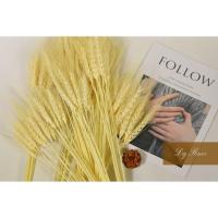 ราคา รวงข้าวบาร์เลย์ ข้าวบาร์เลย์อบแห้ง100% (สินค้าพร้อมส่ง) (6365535907)