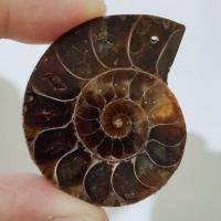 ราคา หอยแอมโมไนต์ Ammonite shell fossil หอยล้านปี แอมโมไนต์ หินแห่งความสมบูรณ์ หอยแอมโมไนต์ผ่าครึ่งตัว หอยล้านปี คตหอย (27308402029)