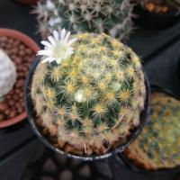 ราคา แมมมิลลาเรีย ขนนกเหลือง "Mammillaria schiedeana" (2597954782)