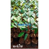 ราคา ทุเรียนพันธุ์ชะนีไข่แบบเสียบยอด ชุด 10 ต้น (7090054644)