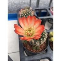 ราคา Lobivia cactus ดอกสีส้ม‍ (13622547789)