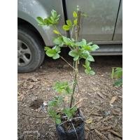 ราคา แก้วเจ้าจอมพันธุ์10ใบ สูง40-50c.m. (29134189176)