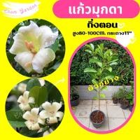 ราคา ต้นแก้วมุกดา #แก้วมุกดา กระถาง11"⛔️ทักแชทก่อนการสั่งซื้อ (8950705003)