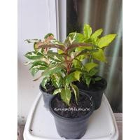 ราคา ต้นสามกษัตริย์ (เงินทองนาค) ไม้มงคล เสริมสิริมงคล เสริมโชคลาภ (13828017280)