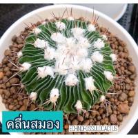 ราคา คลื่นสมอง แคคตัส Echinofossulocactus (6963832804)
