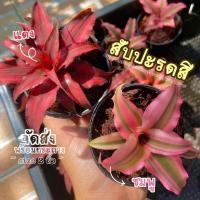ราคา ต้นสับปะรดสีแดง สีชมพู (Cryptanthus bivittatus red/pink star ) ต้นไม้ฟอกอากาศ ต้นไม้ ตกแต่งห้อง จิ๋ว (11401796227)