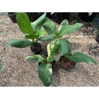 ราคา ต้นเศรษฐีวิลสันด่าง. (22267799732)