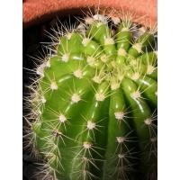 ราคา อิชินอปซิส Echinopsis กอเดี่ยว อิชินอป ดาวล้อมเดือน ต้นกระบองเพชร แคสตัส ที่ทนที่สุด ต้นใหญ่สมบูรณ์ ขนาด 6-7 ซม. ส่งถอดร (7543002983)