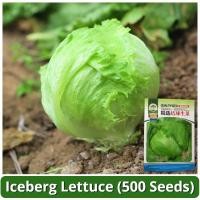 ราคา เมล็ดพันธุ์ ผักสลัด ไอซ์เบิร์ก สลัดแก้ว 500 เมล็ด Iceberg Lettuce Seeds ผักสลัดแก้ว ผักสลัด เมล็ดพันธุ์ผัก ปลูกผัก (22190349703)