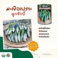 ราคา เมล็ดมะเขือเปราะลูกรักบี้ ตราภูเขาทอง ขนาด40กรัม Eggplant เมล็ดมะเขือเปราะ เมล็ดพันธุ์มะเขือเปราะ มะเขือเปราะ (4858885818)