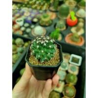 ราคา Mammillaria mammillaris แมมหนามพิกุล /กระบองเพชร /แคคตัส (22912297161)