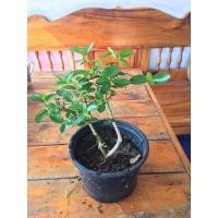 ราคา เพรมน่าไต้หวันสำหรับทำบอนไซ (7470679595)