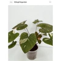 ราคา เสน่ห์จันทร์ประกายดาวด่าง (11969700205)