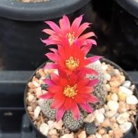 ราคา รีบูเทียดอกสีแดง Rebutia Pulvinosa แคคตัส กระบองเพชร cactus&succulent (28084234517)