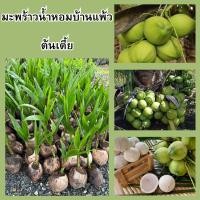 ราคา (1 ต้น) มะพร้าวน้ำหอมบ้านแพ้วต้นเตี้ย ลูกดก ปลูกง่าย (27382851639)